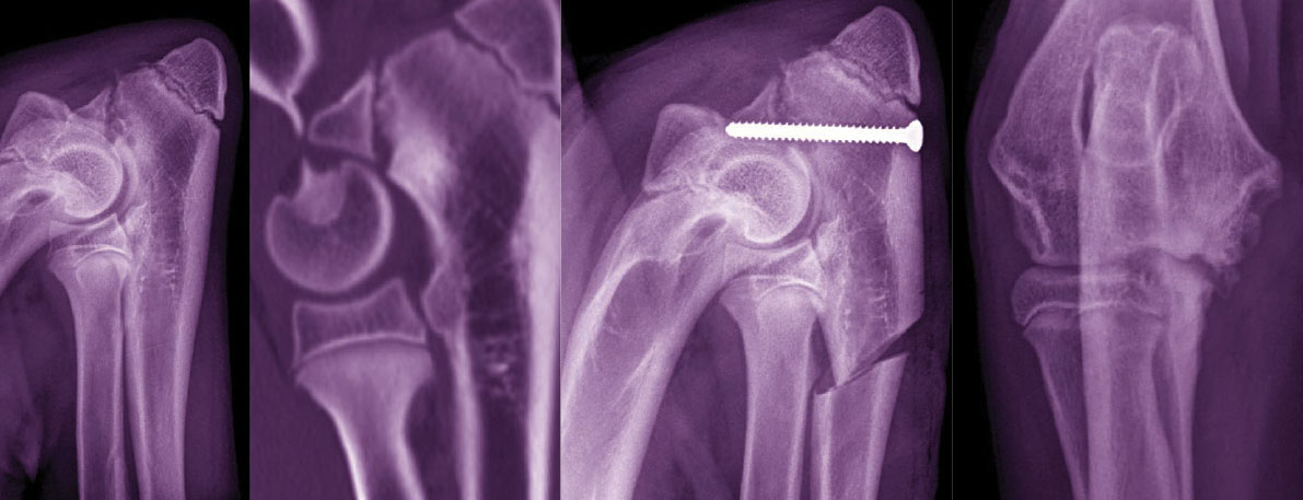 Vi Orthopaedic Symposium 2022 - “Everything Thoracic Limb” 1 • Provet Vi NZ